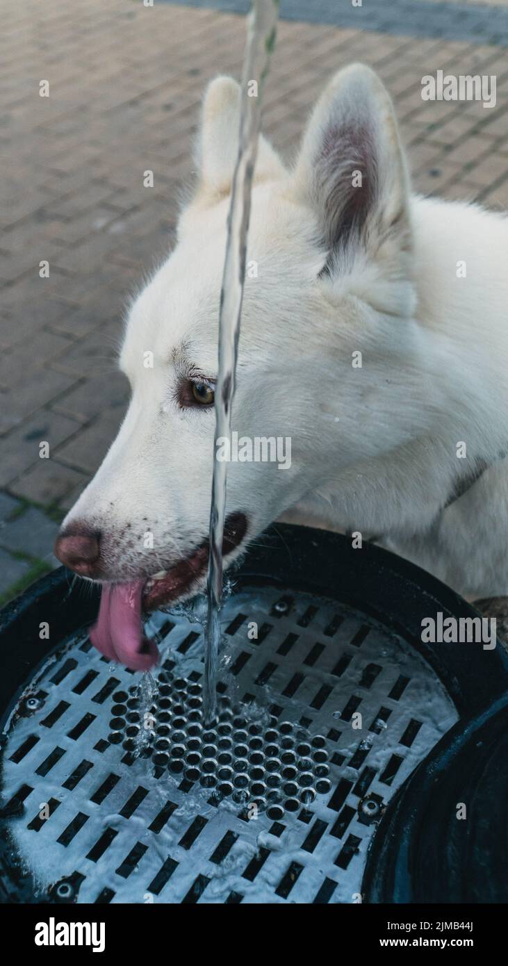 A vertical shot of a cute white husky dog drinking water from a