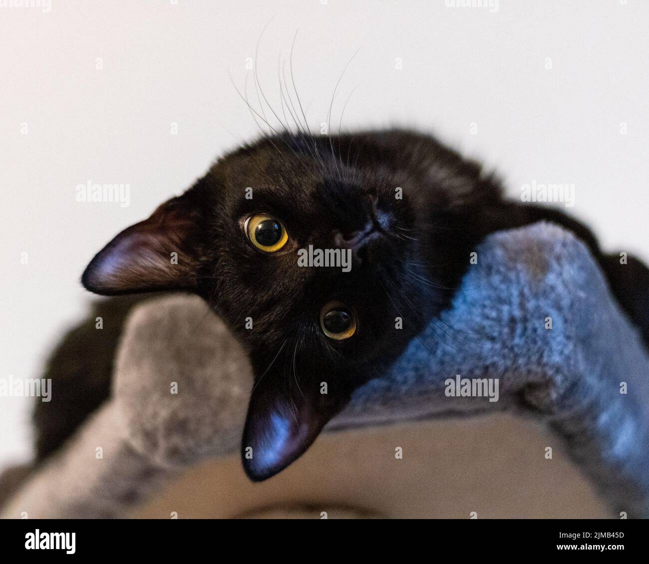 A close-up shot of a black, funny cat with yellow eyes playing on the ...