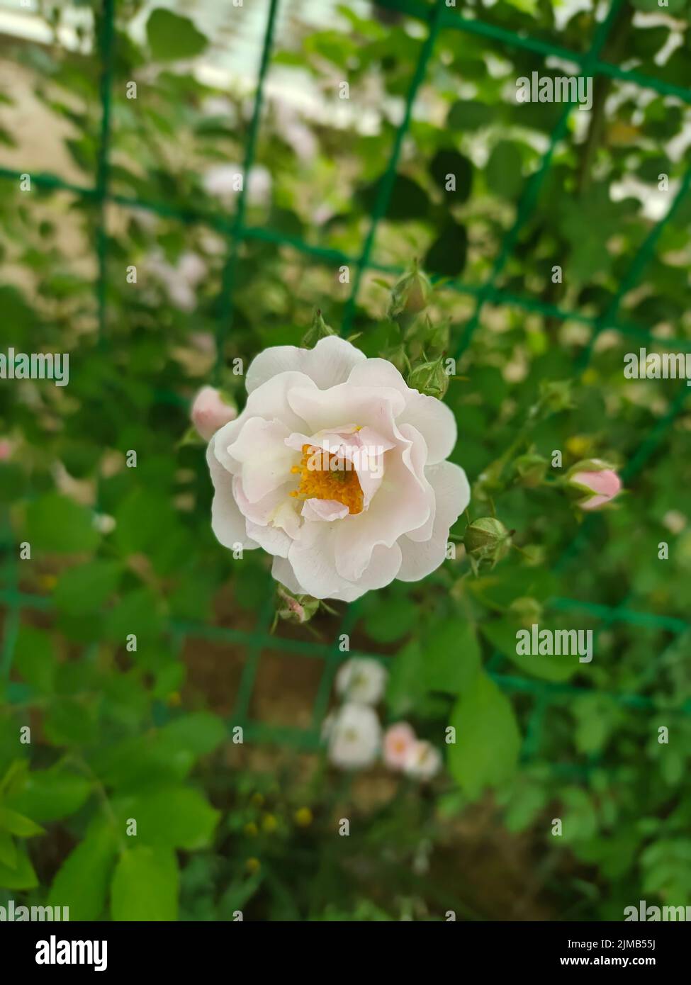 A closeup of a beautiful rose growing in a garden on a sunny day Stock ...