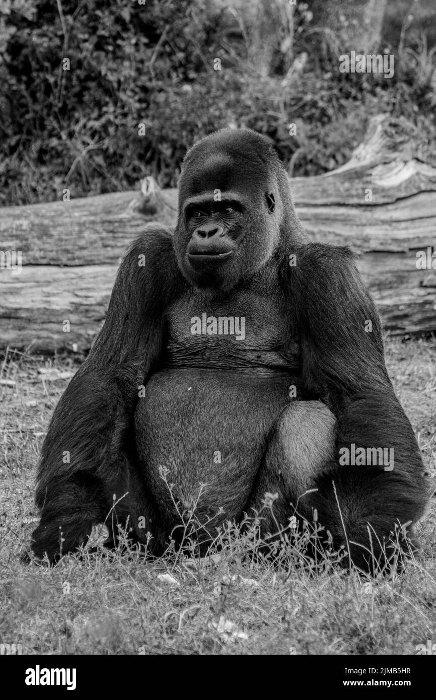 https://c8.alamy.com/comp/2JMB5HR/a-vertical-shot-of-a-black-and-white-photo-of-a-giant-gorilla-2JMB5HR.jpg