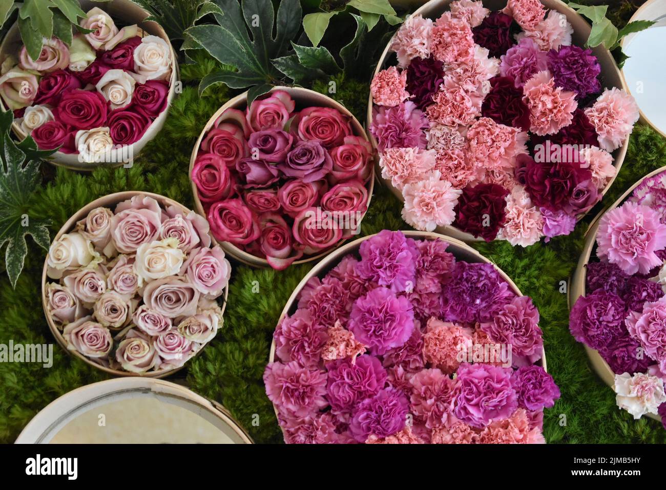 Collection different types flowers hi-res stock photography and images ...