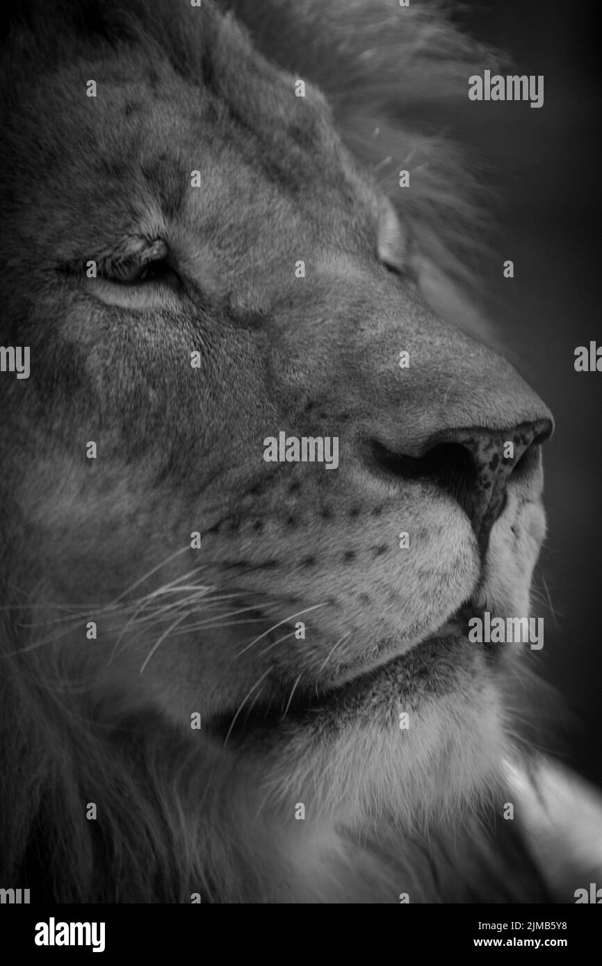 The closeup vertical grayscale of a beautiful calm Barbary lion's face