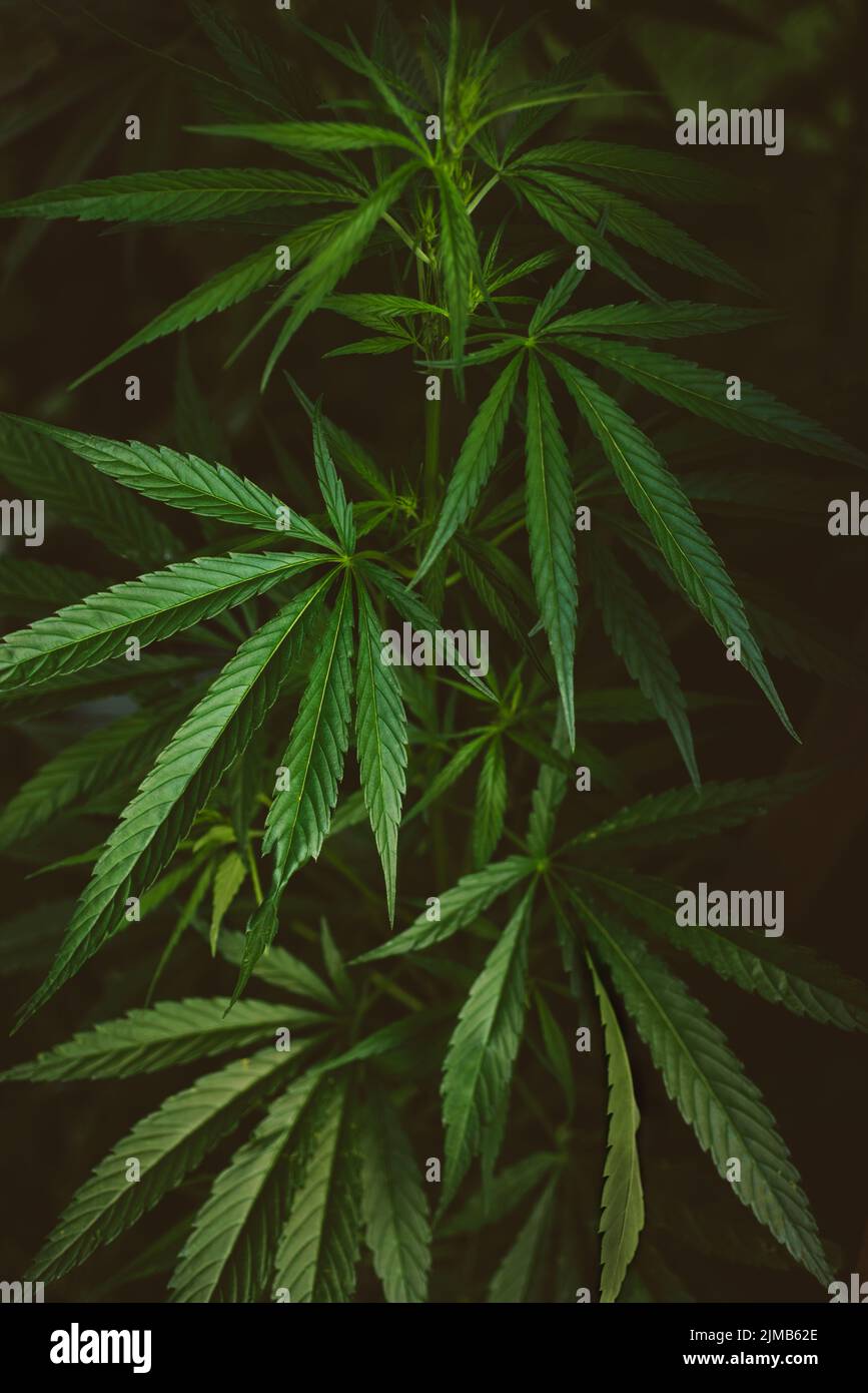 Leaves, marijuana bush, hemp on dark background, beautiful cannabis background. Stock Photo