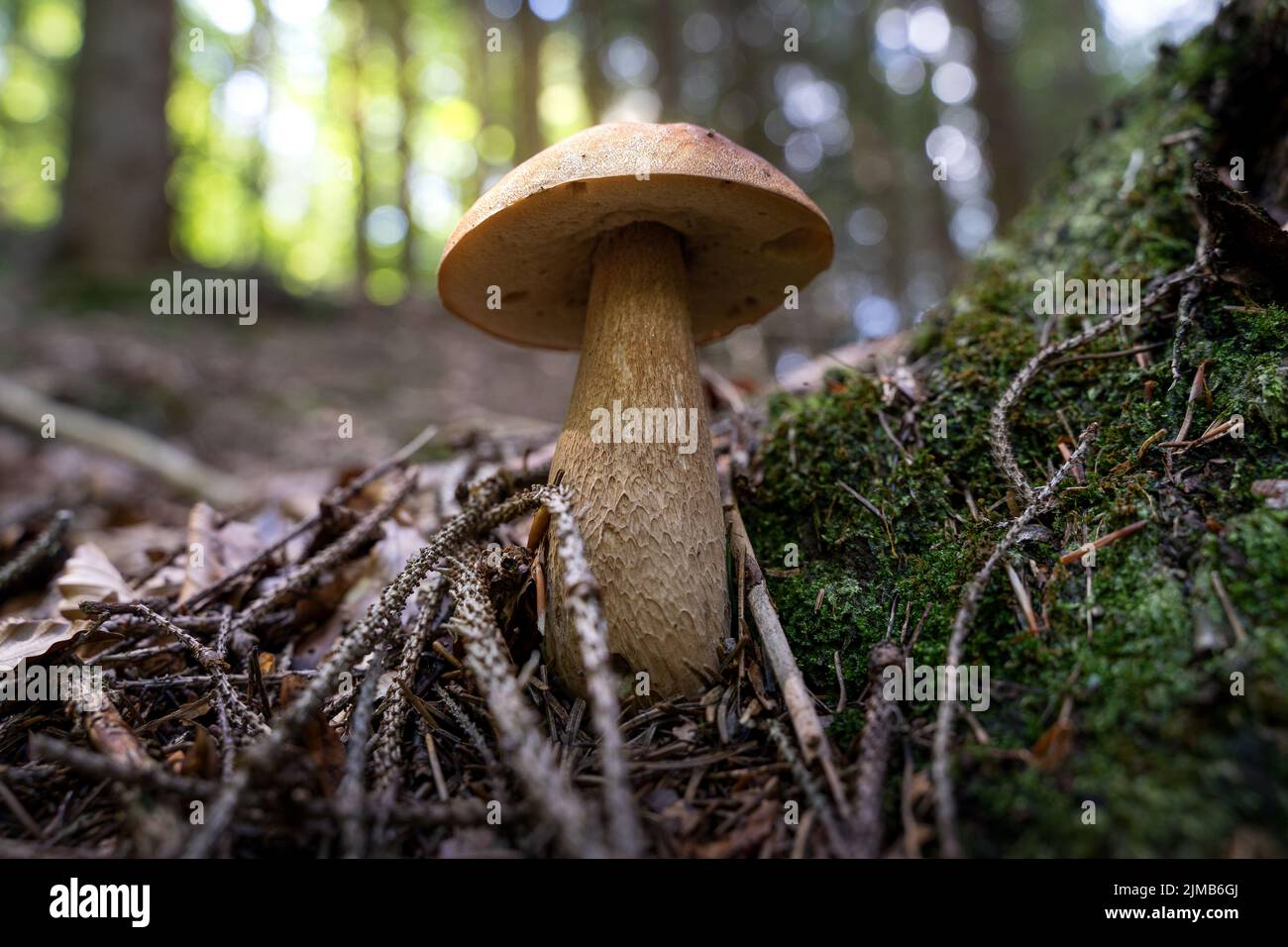 A closeup of Tylopilus felleus mushroom growing in forest surrounded by moss and dry twigs Stock Photo