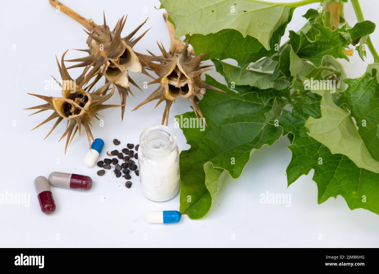 composition with seeds, leaves, capsules and burundanga powder Stock Photo