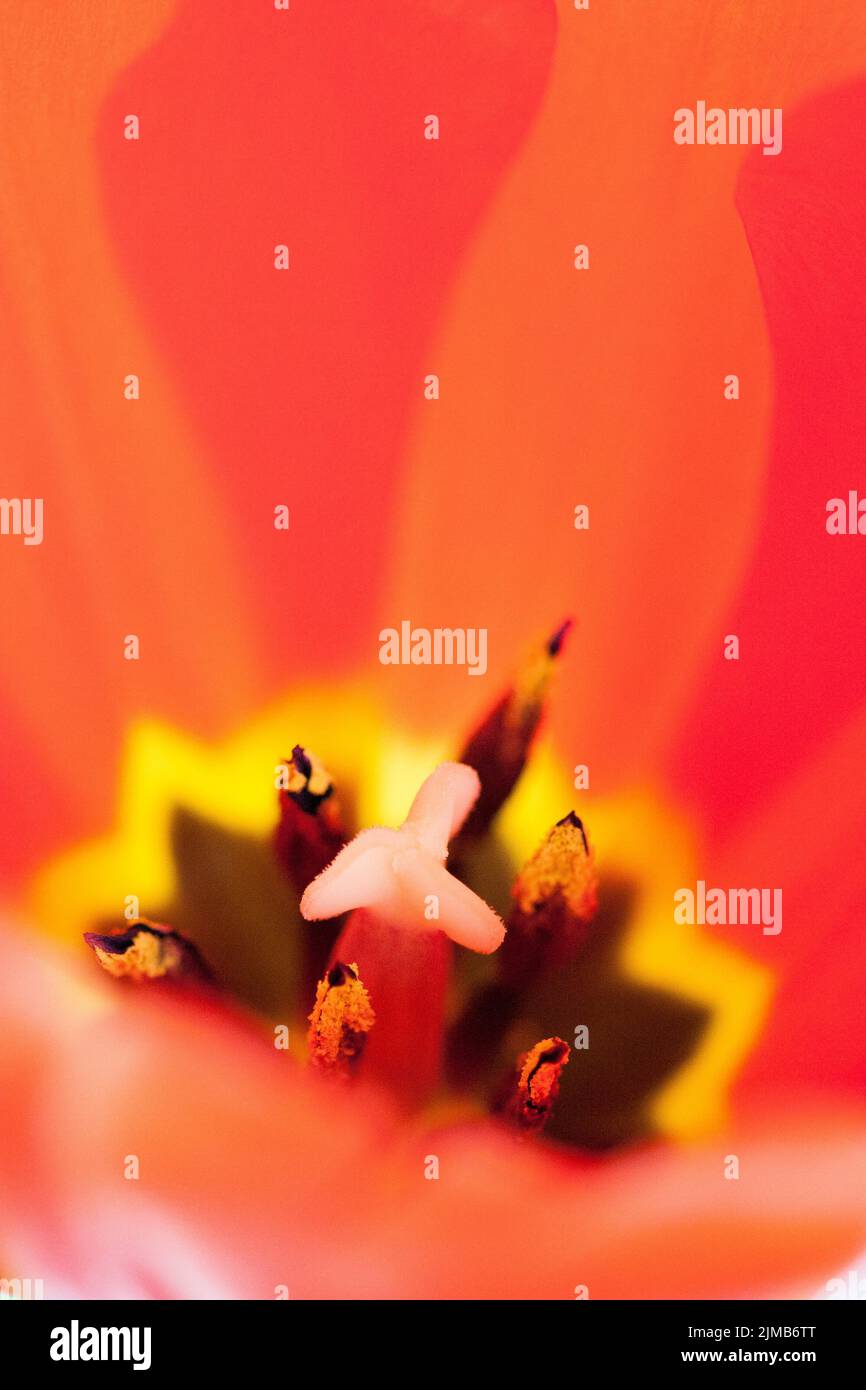 Close-up of pistil and stamens inside a red tulip Stock Photo