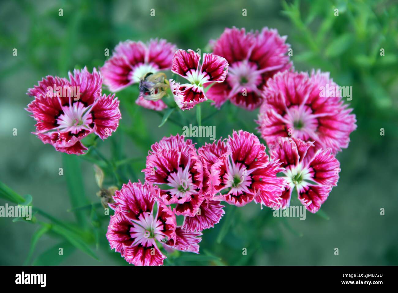 Dianthus barbatus, sweet william flower plant blooming Beautiful pink flowers in nature Stock Photo