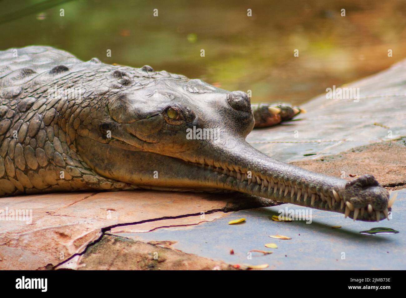 Male Gharial  Crocodile crawling at Arignar Anna Zoo in Chennai, India Stock Photo