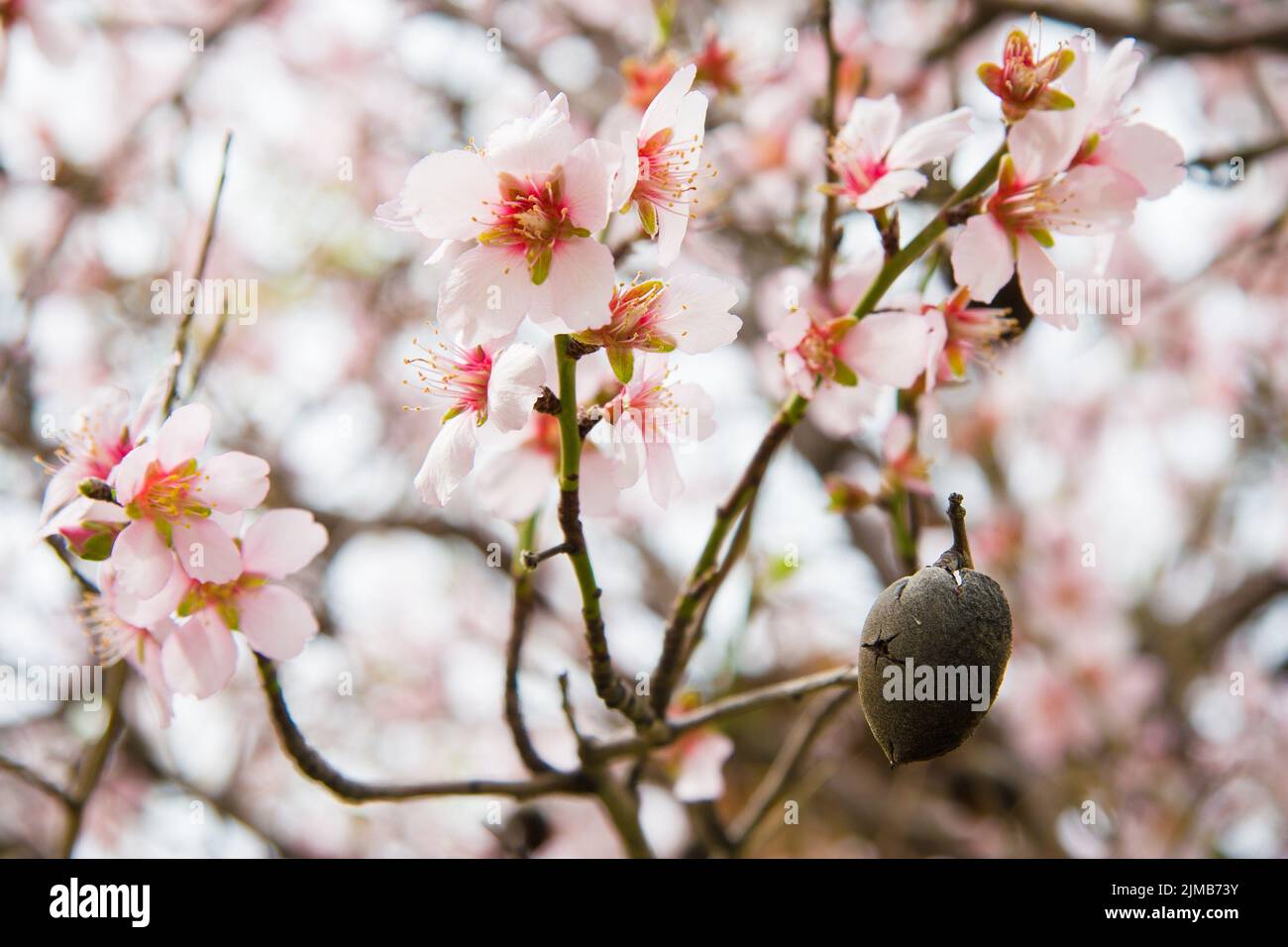 Single ripe almond nut shell and blossoms on a tree in Pomos, Cyprus Stock Photo
