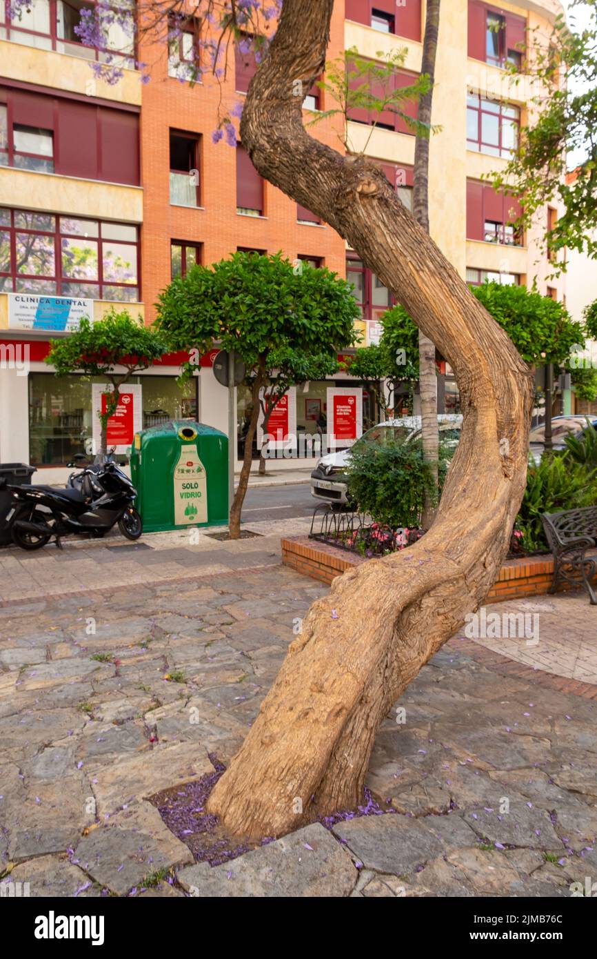 Unusual shape tree hi-res stock photography and images - Alamy