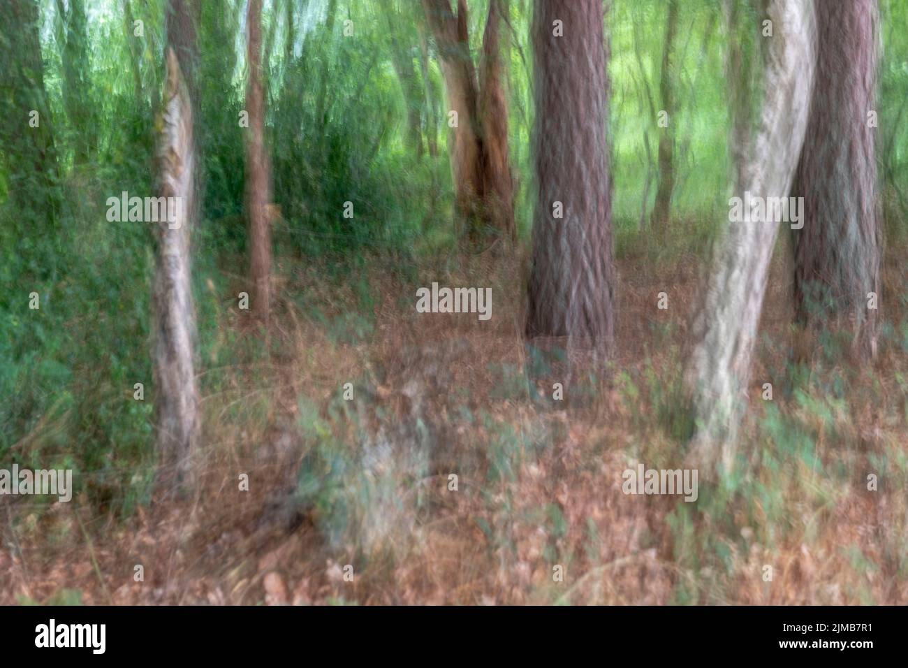 Abstract trees in a forest Stock Photo - Alamy