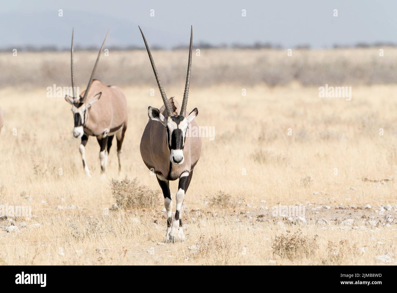 South African oryx or gemsbok antelope, Oryx gazella, two adults ...