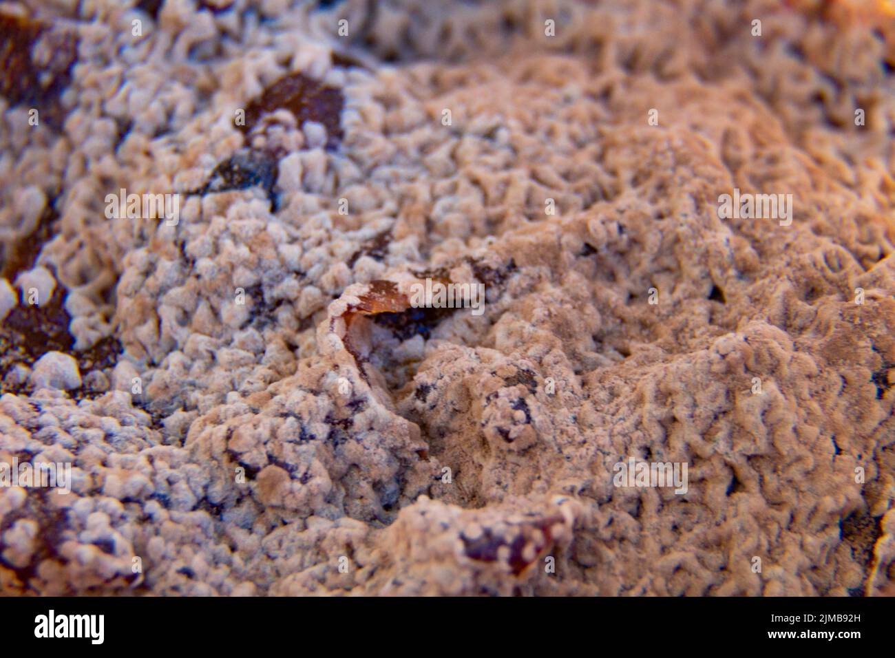 Jar With Rotted Moldy jar hi-res stock photography and images - Alamy