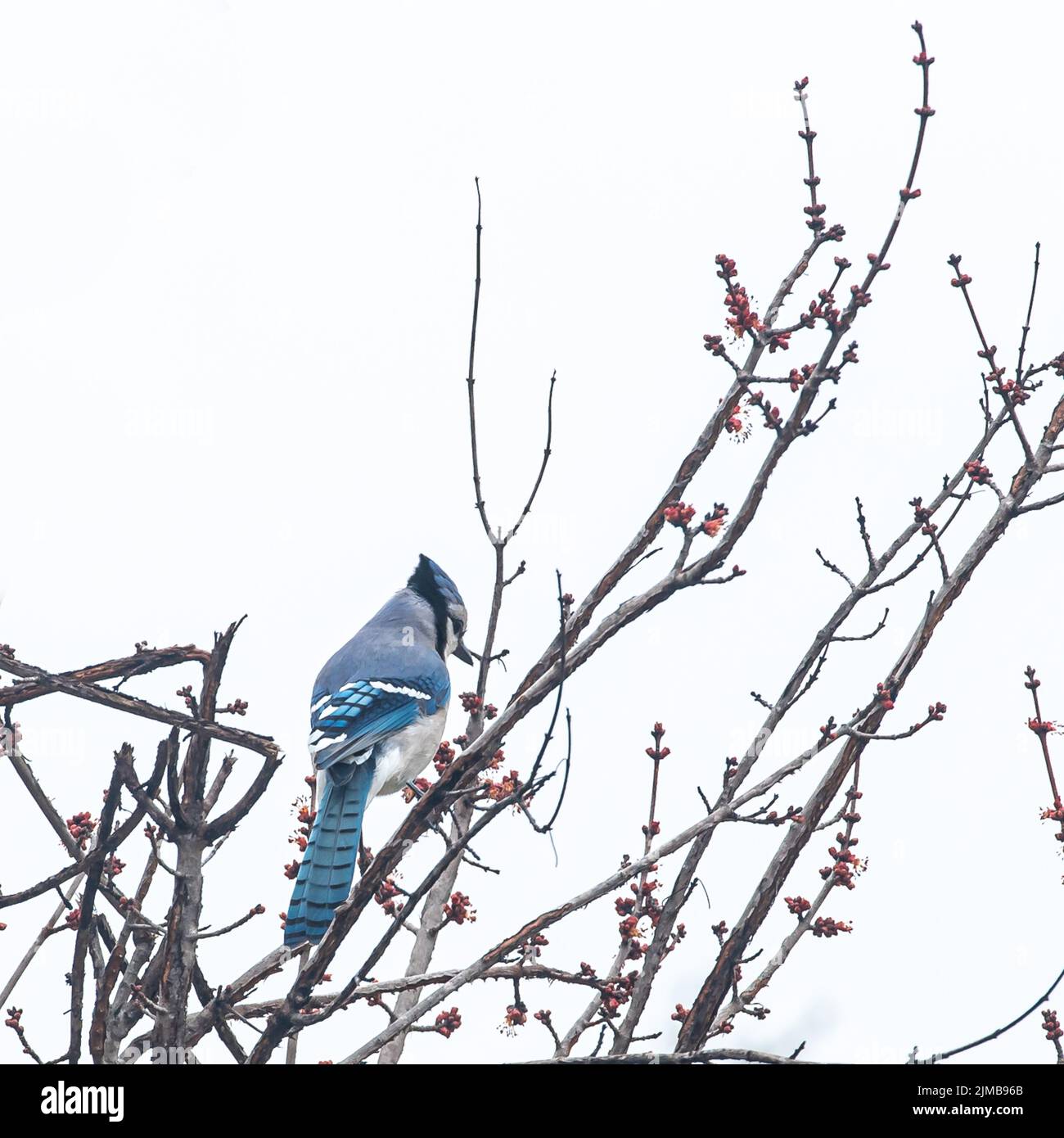 A Virginia Bluejay bird in a tree with red buds Stock Photo