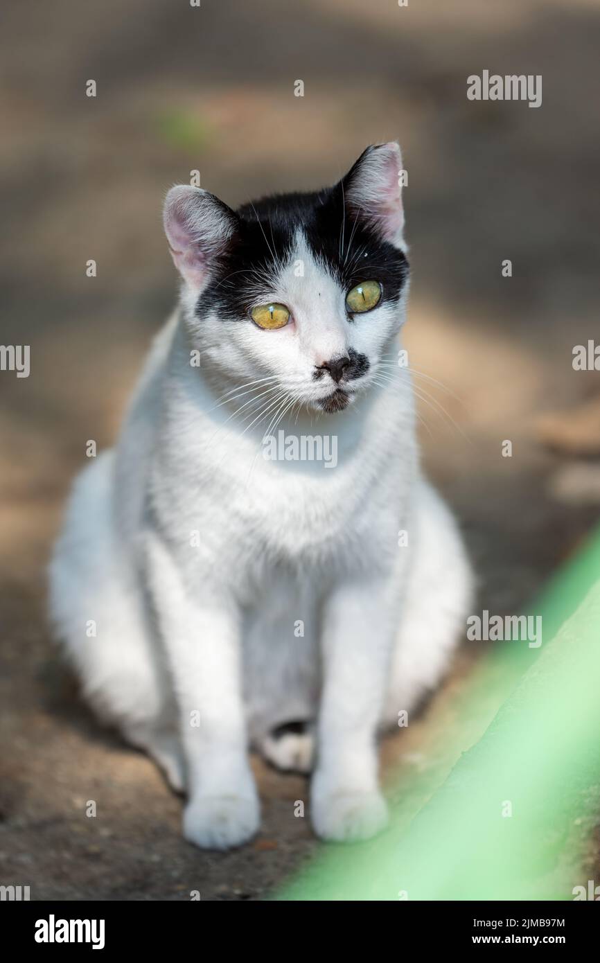 Street cats in an urban environment Stock Photo Alamy