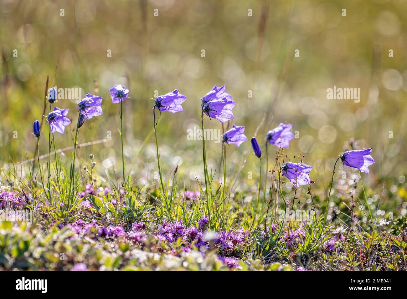Cluster of backlit blue bell flowers in the arctic tundra at Grondalen