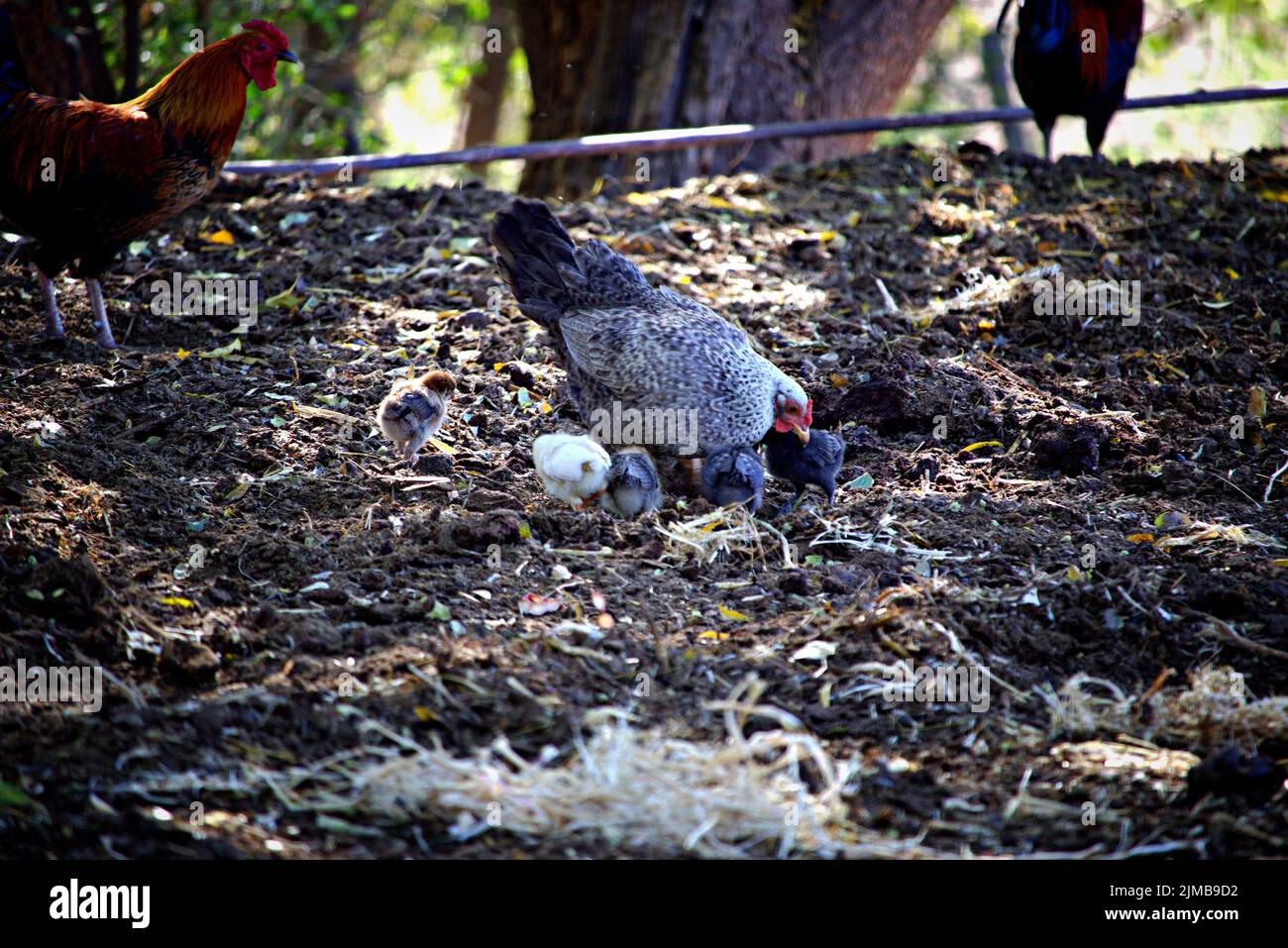 A chicken pasturing on a farm with other landfowl Stock Photo