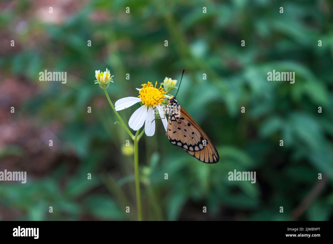 the butterfly acraea terpsicore perched on a flower bidens pilosa. nature photography Stock Photo