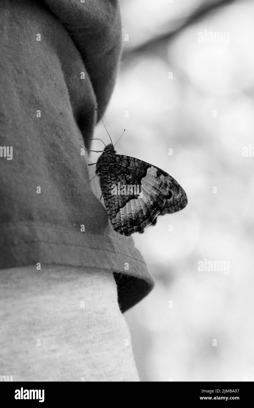 An Eastern rock grayling butterfly on a shirt sleeve in grayscale - Hipparchia syriaca Stock Photo