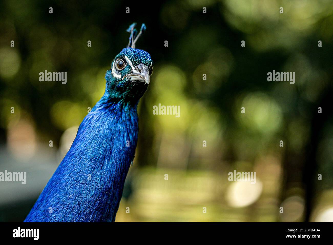 A portrait of an Indian peafowl (Pavo cristatus) Stock Photo