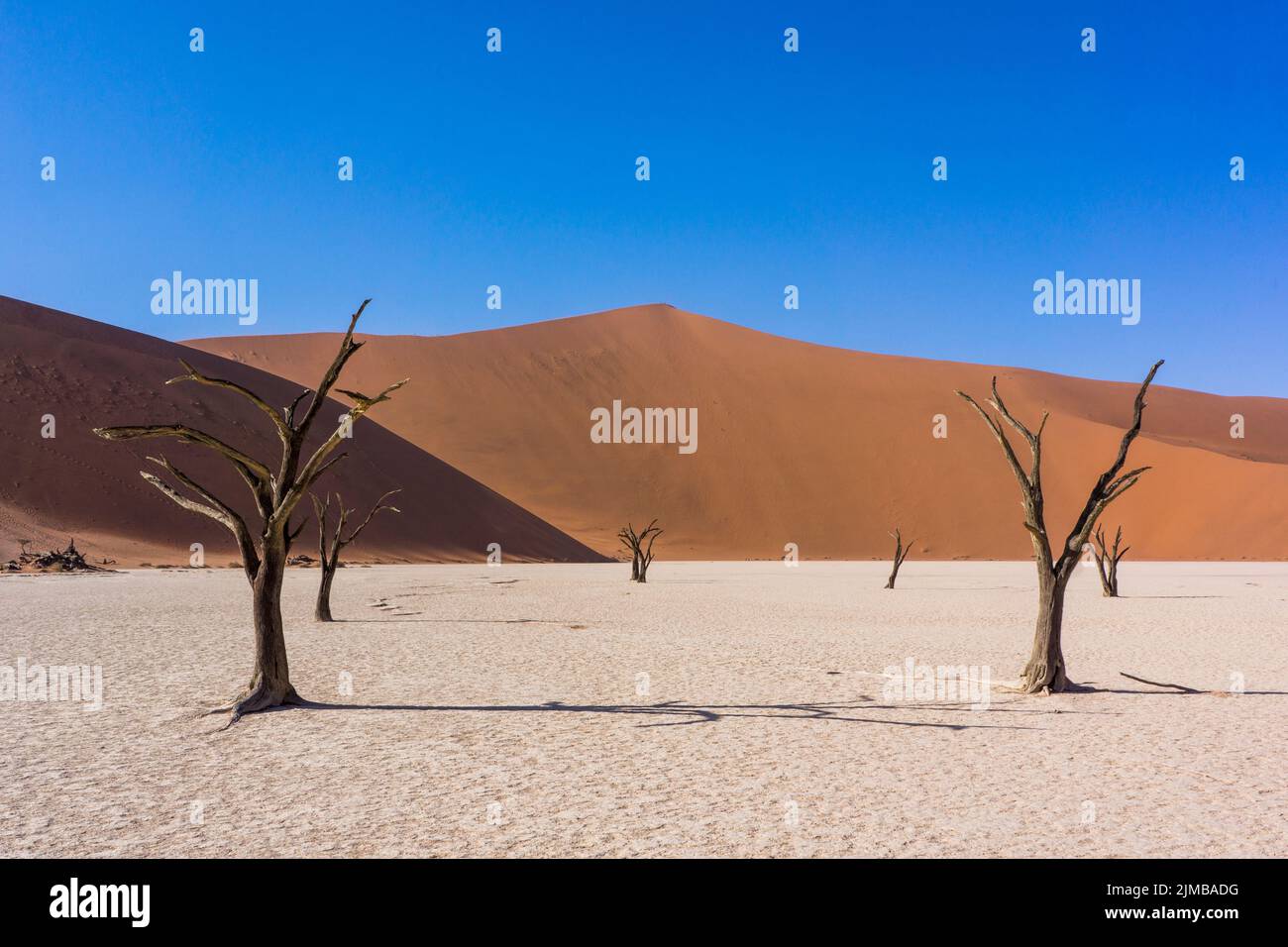 A dead trees in the desert on a hot sunny day Stock Photo