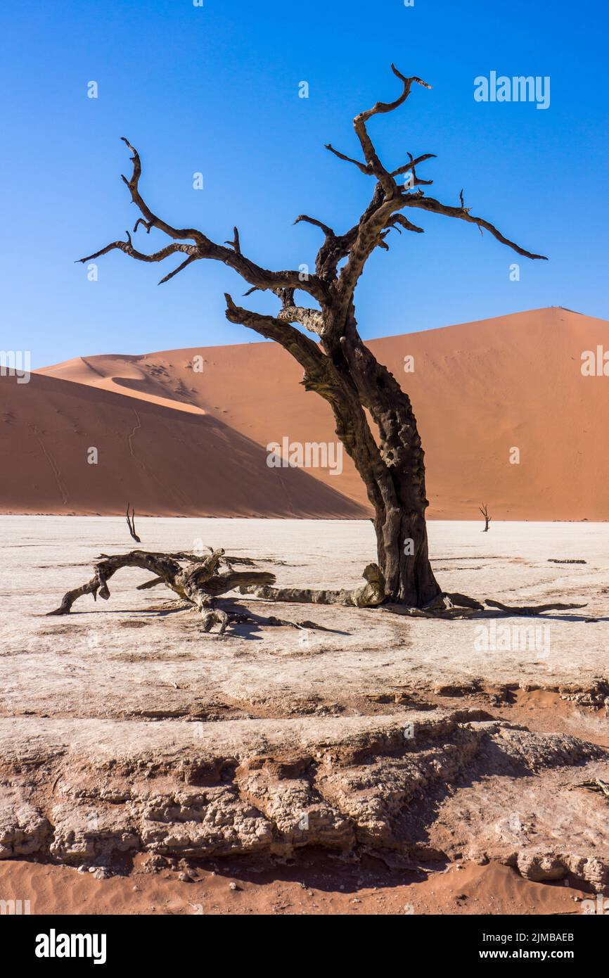 A dead trees in the desert on a hot sunny day Stock Photo
