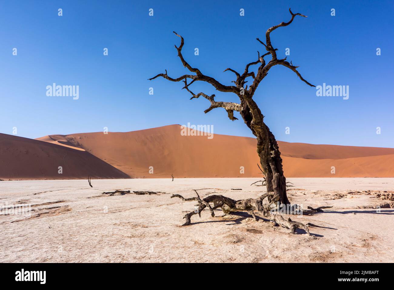 A dead trees in the desert on a hot sunny day Stock Photo