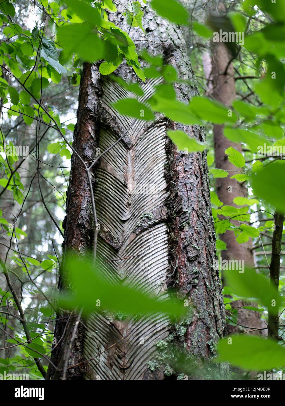 Bleeding pine resin hires stock photography and images Alamy