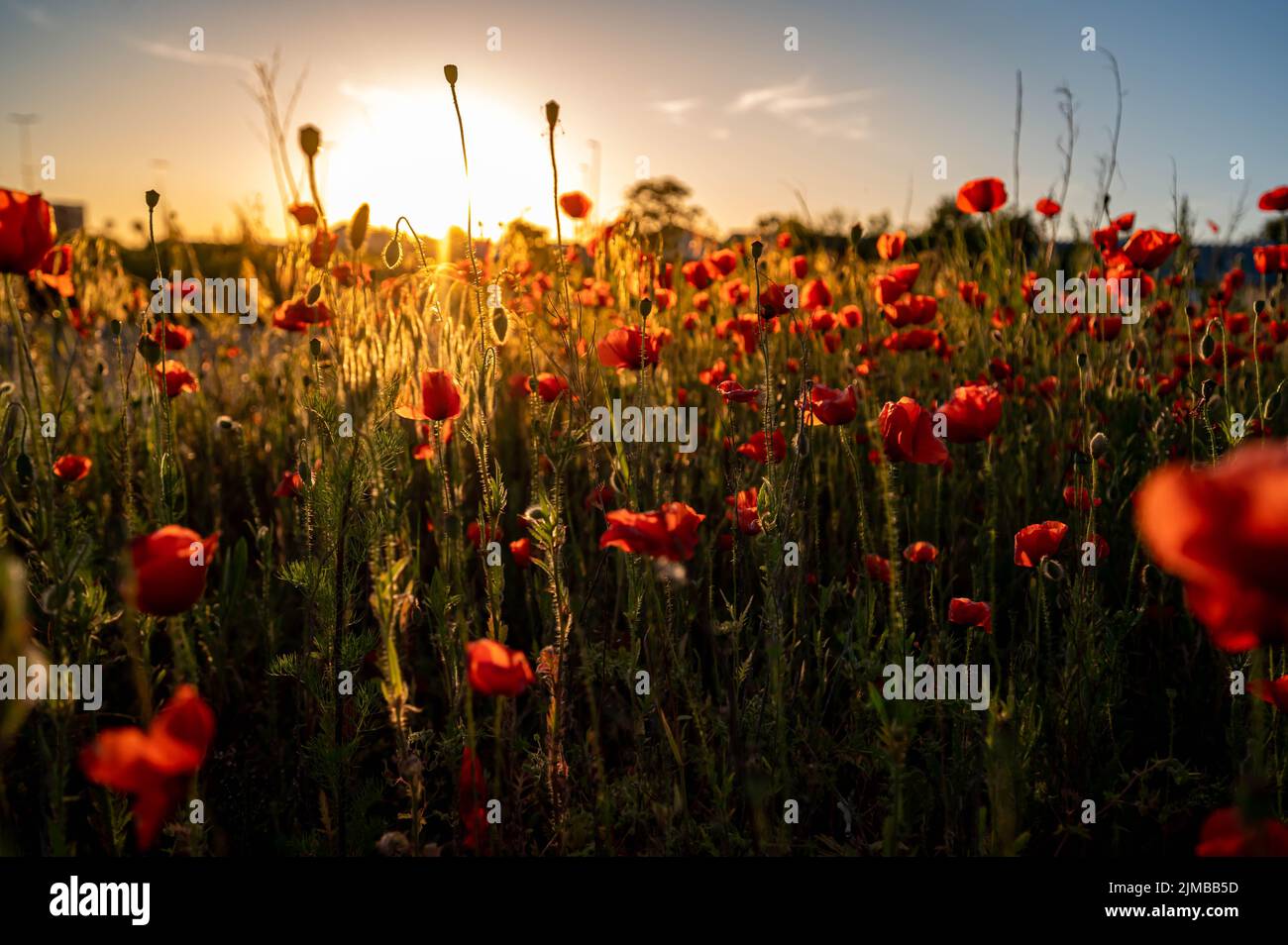 A mesmerizing view of a golden sunset over the flowers Stock Photo