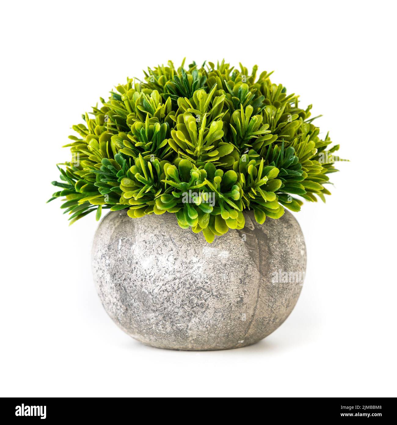 The lush green Common box plants in gray ceramic pot isolated on white ...