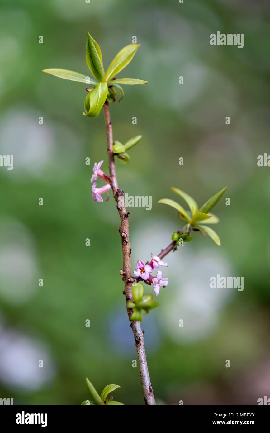 A vertical shot of a Daphne flower in a blur Stock Photo