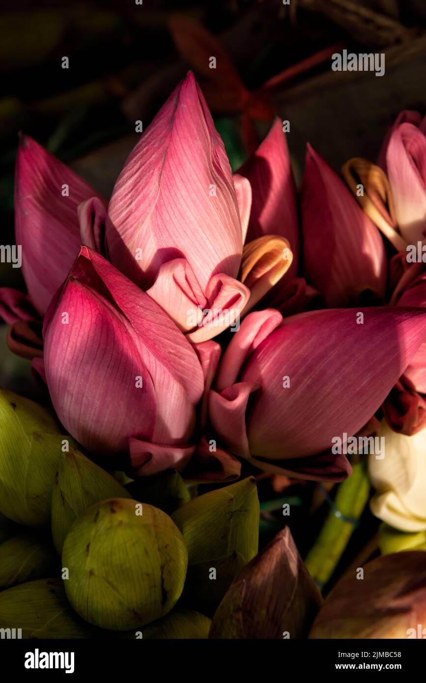 Bunches of lotus buds Stock Photo