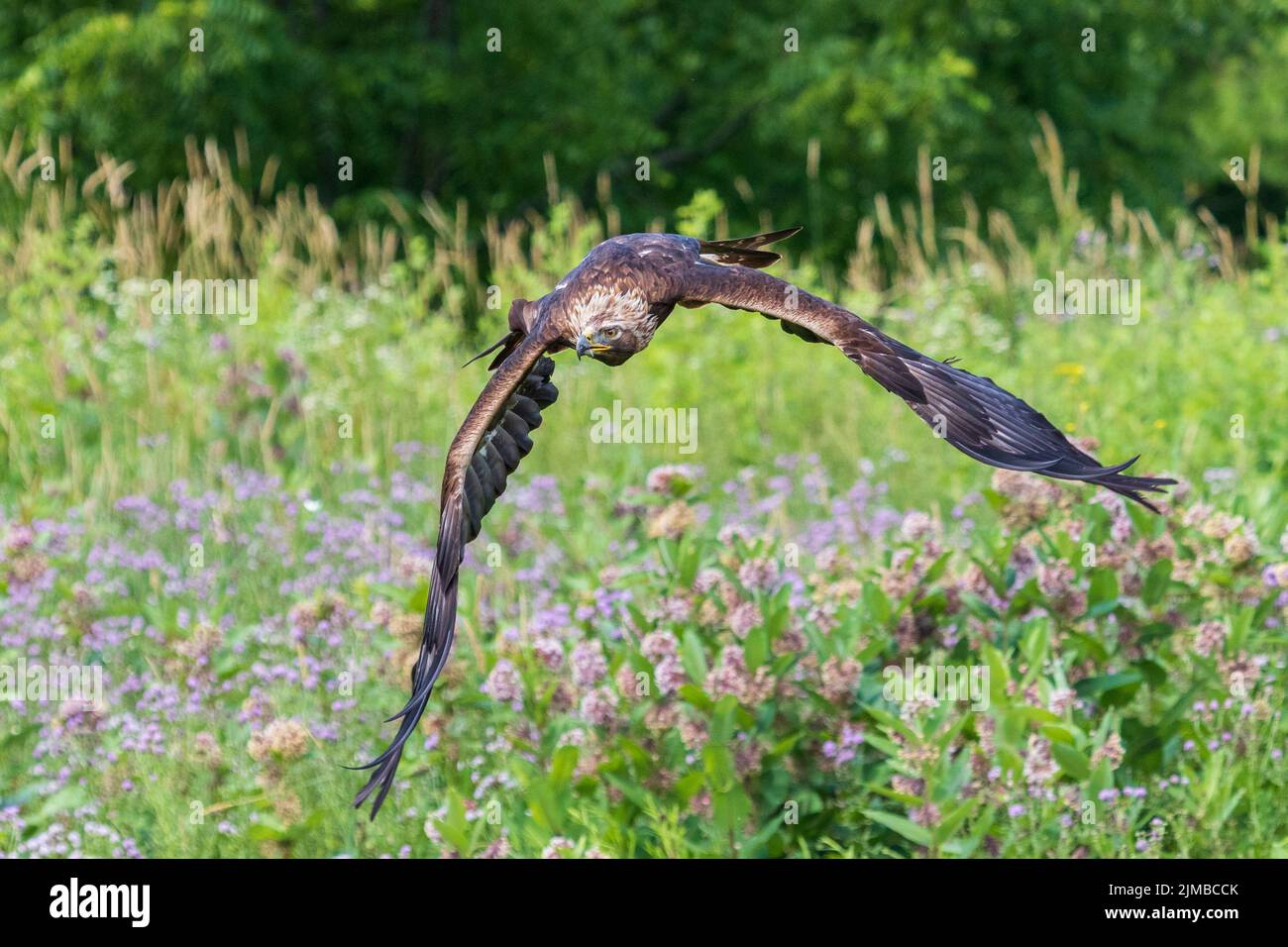 A brown eagle flying over a green field with colorful wildflowers Stock
