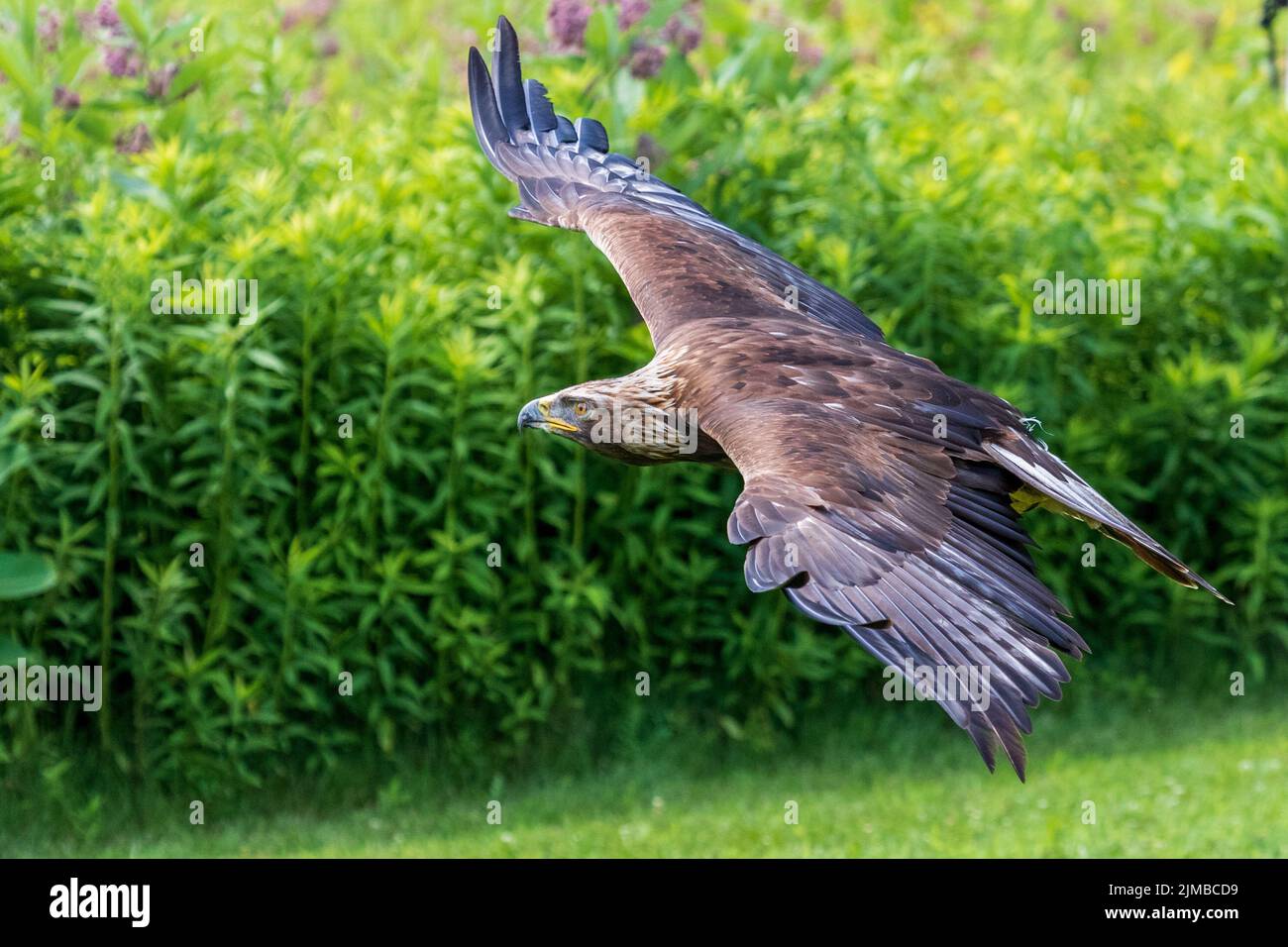 A brown eagle flying over a green meadow close to the ground against