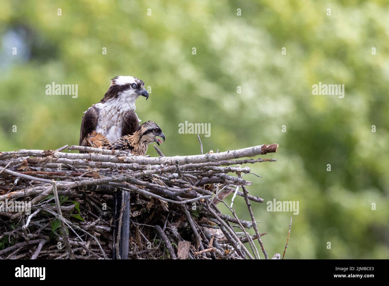 The osprey and the babies in the nest Stock Photo Alamy