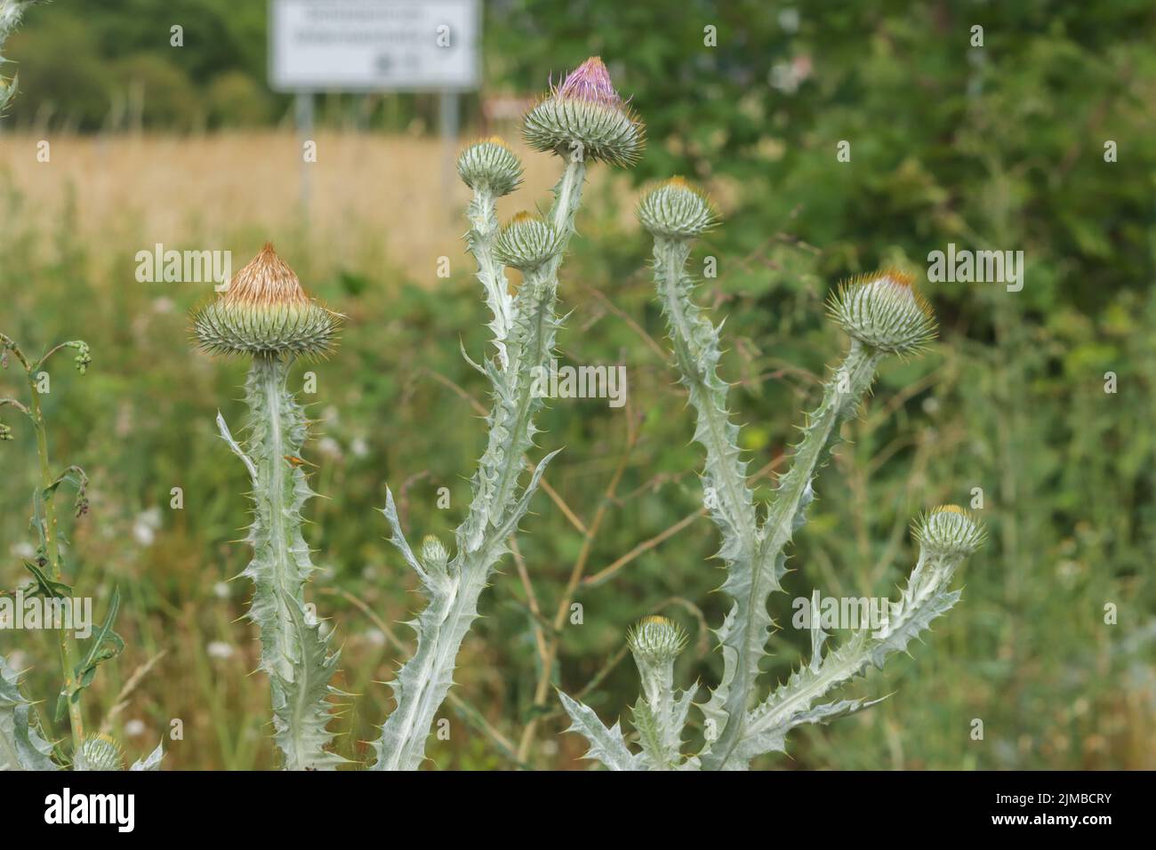 A closeup of Onopordum tauricum plants in a garden Stock Photo