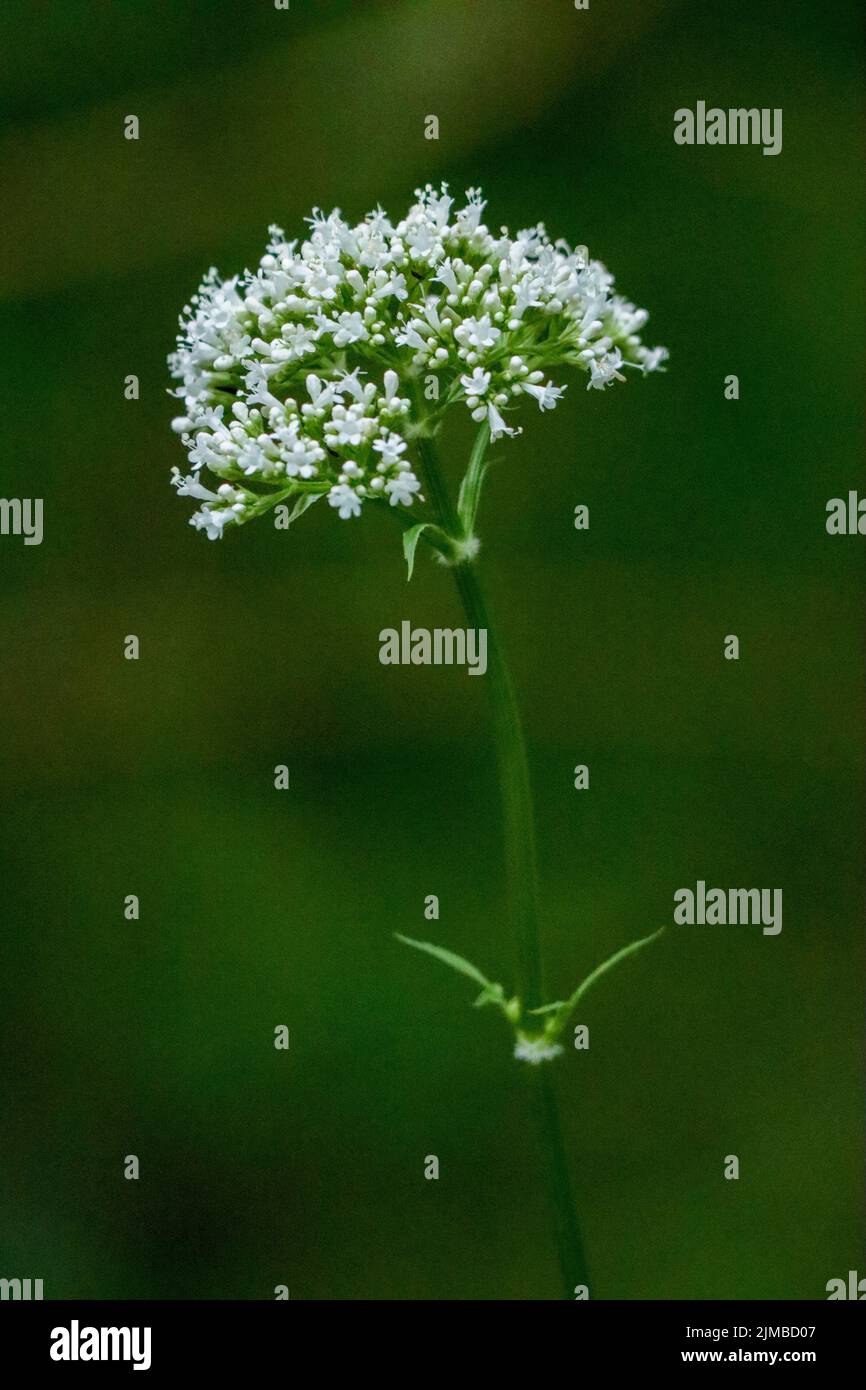 A closeup of a beautiful Valerian plant on a green blurred background Stock Photo
