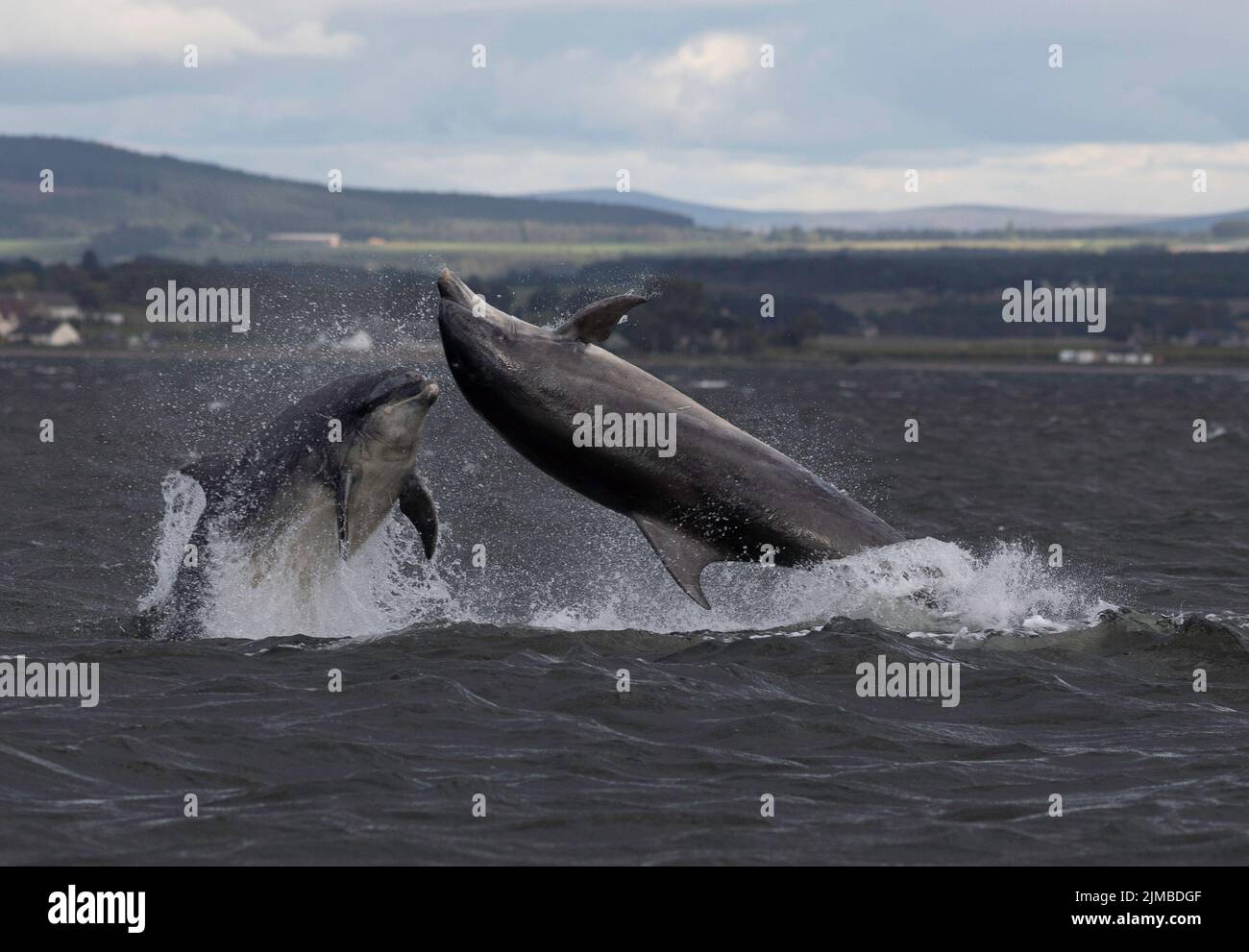 The adorable Common bottlenose dolphins jumping in and out of water
