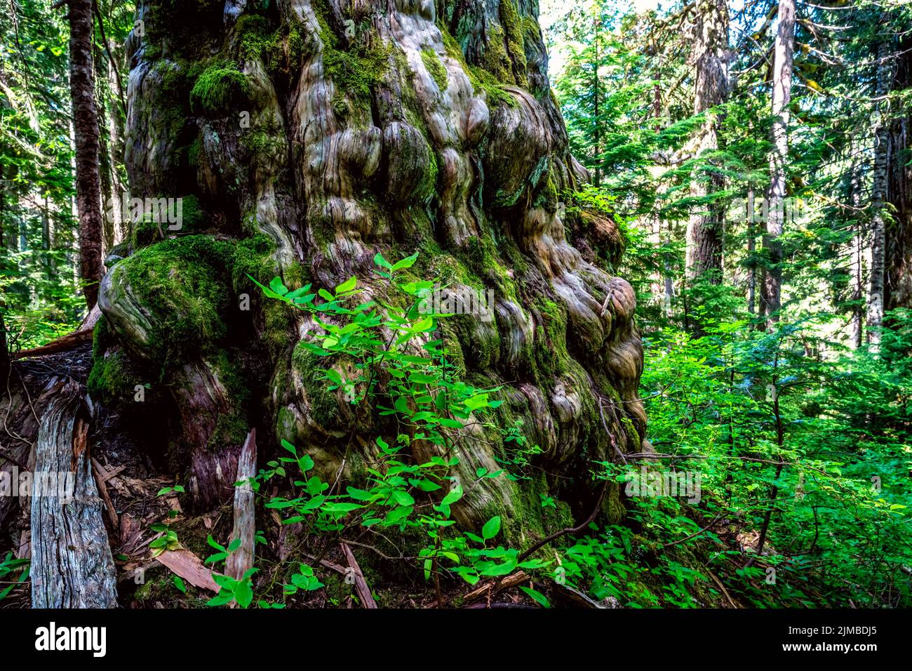 Ancient 1700-years-old yellow cedars at Dakota Ridge, Sunshine Coast, BC Canada Stock Photo