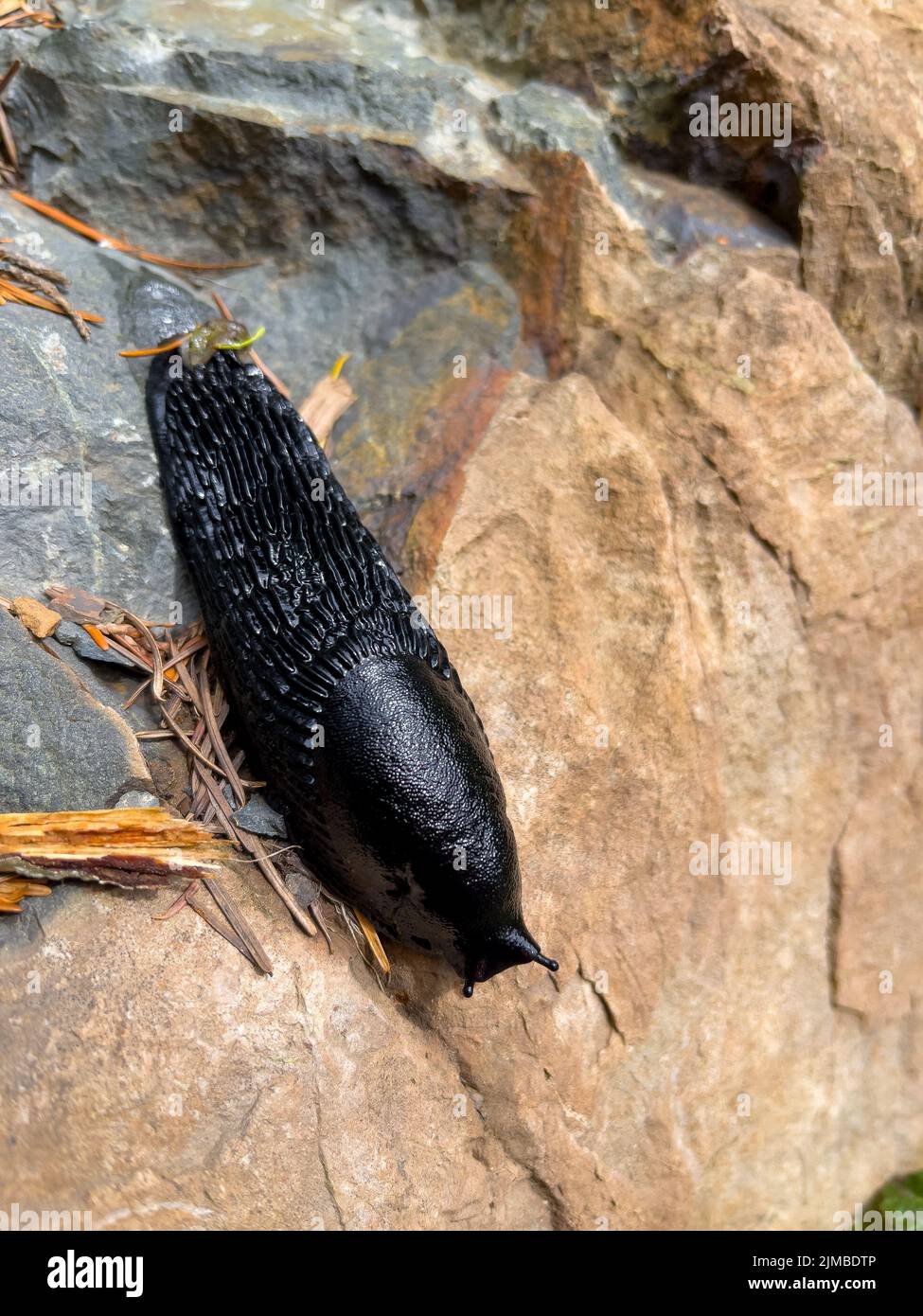 A vertical closeup shot of a black slug (Arion ater) crawling on a rock Stock Photo