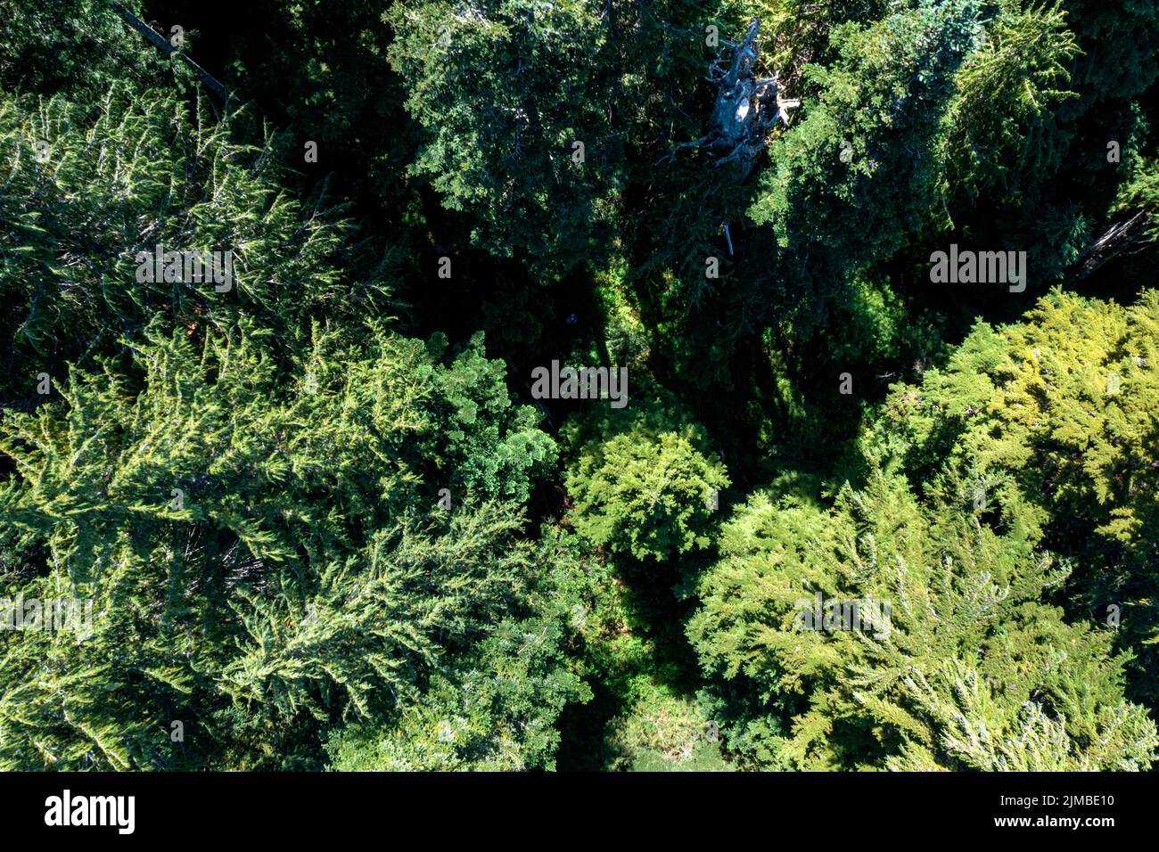 An aerial drone shot of a forest at Dakota Ridge near Sechelt, BC Canada Stock Photo