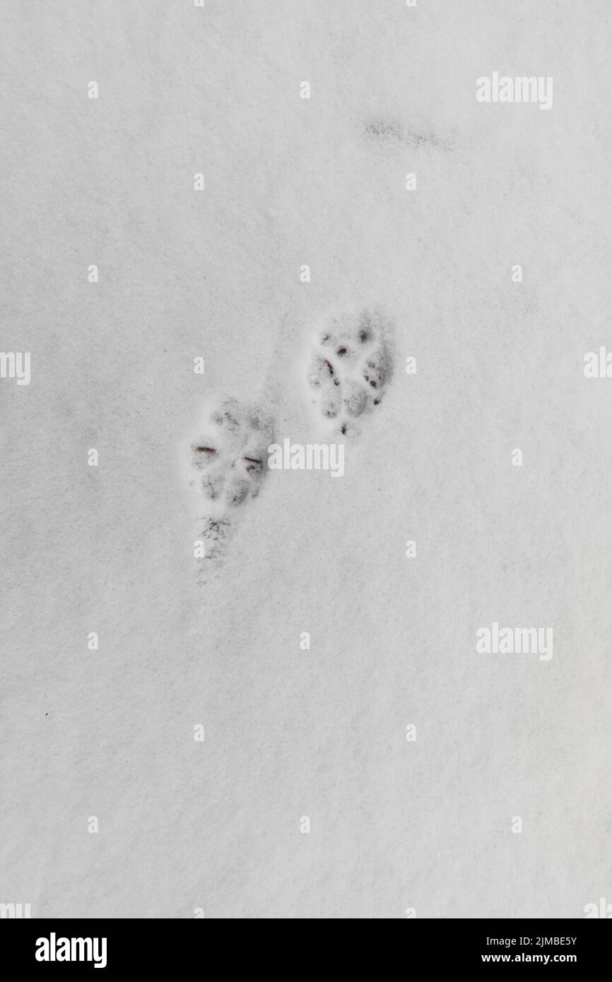 Footprint in snow background texture in winter Stock Photo