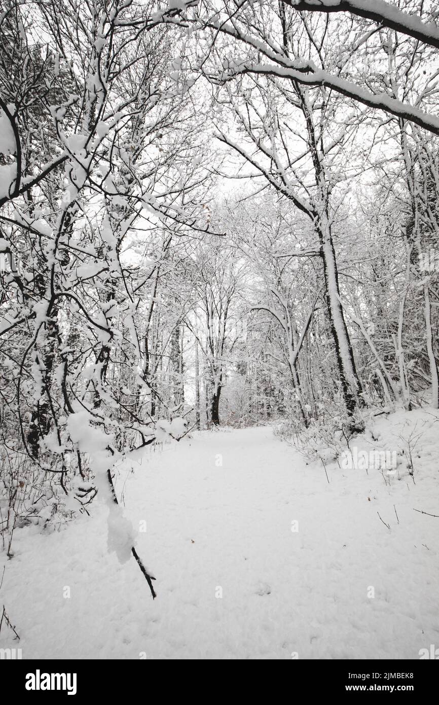 Snow covered trees in the forest in Winter Stock Photo - Alamy