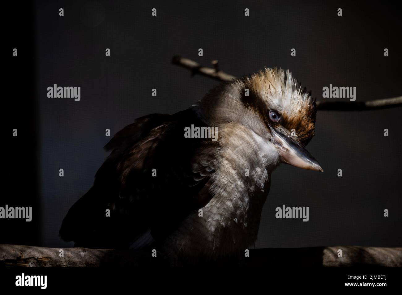 A closeup of a laughing kookaburra, Dacelo novaeguineae in darkness. Stock Photo