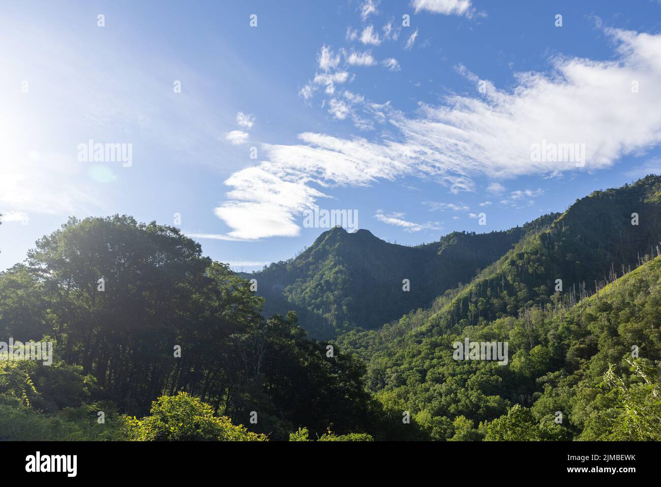 An aerial view of a beautiful forest near the mountains Stock Photo - Alamy