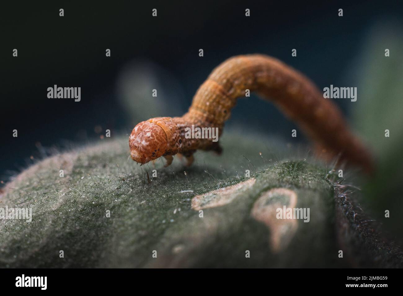 Small caterpillar on a leaf hi-res stock photography and images - Alamy