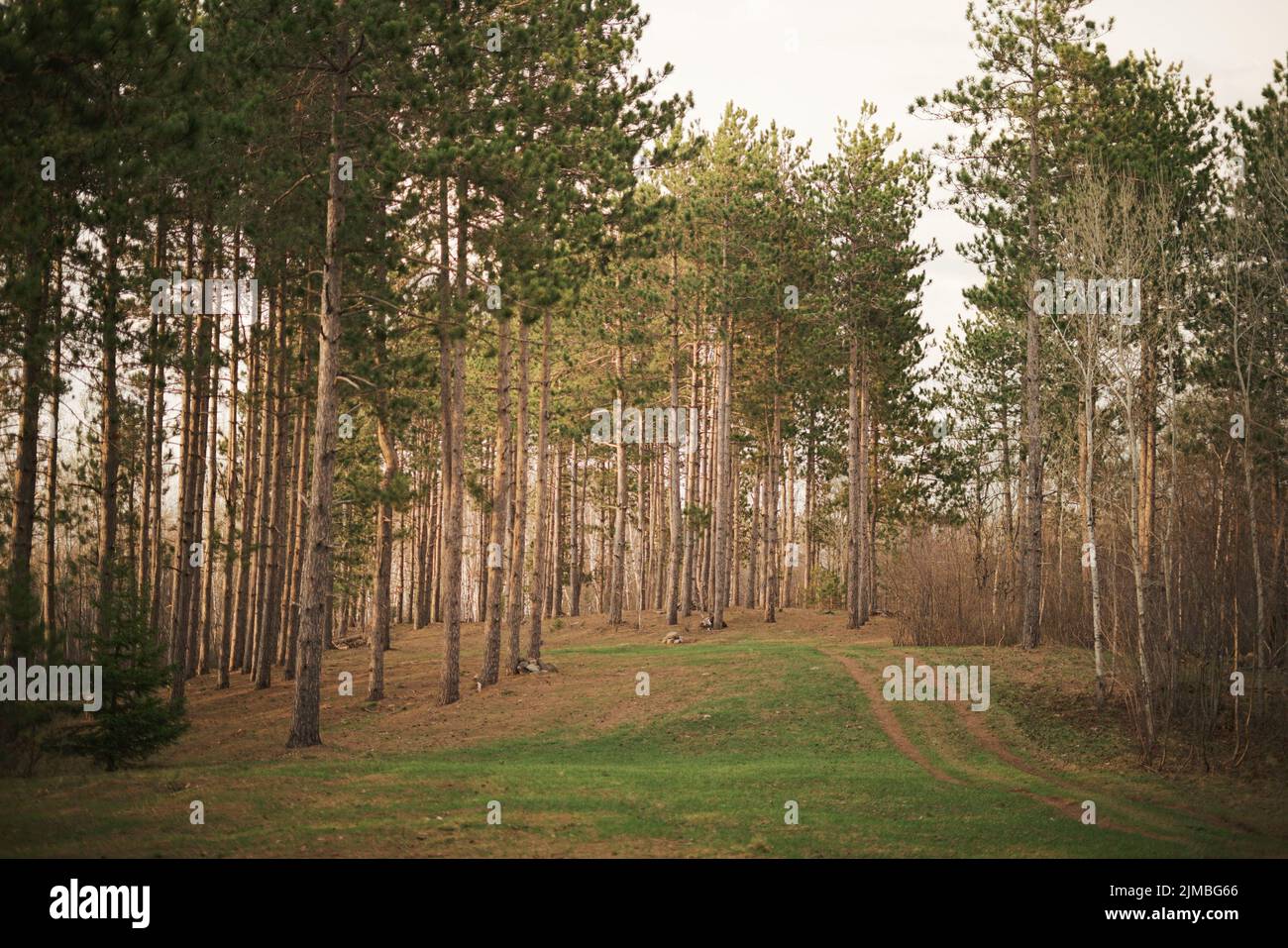 Grove In Forest The pine trees in a forest grove Stock Photo - Alamy