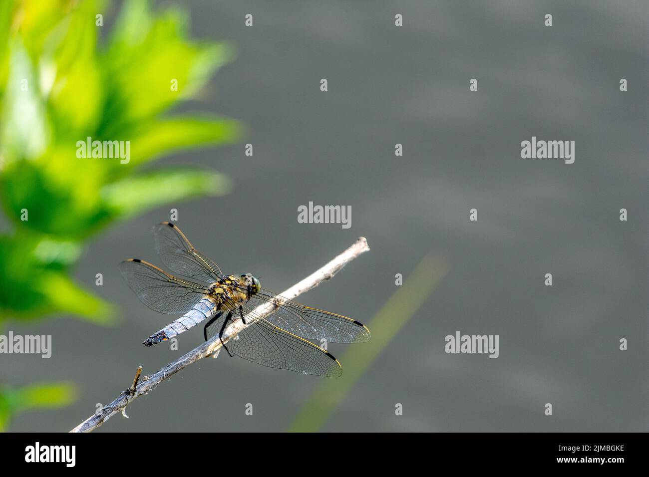 A selective focus shot of a dragonfly perched on a twig Stock Photo - Alamy