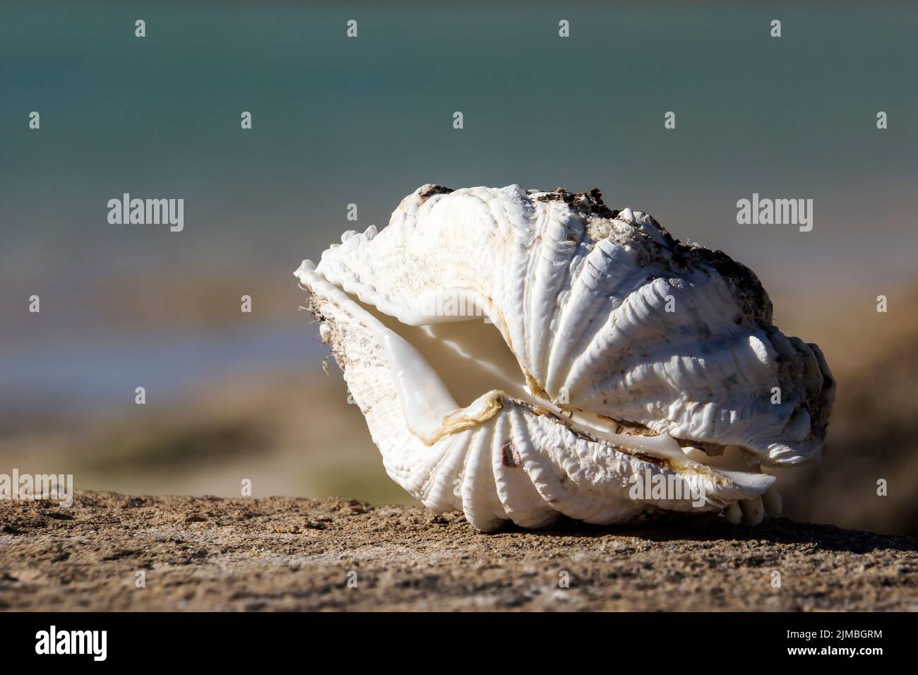 A closeup of a seashell on the sand with a blurred background Stock Photo