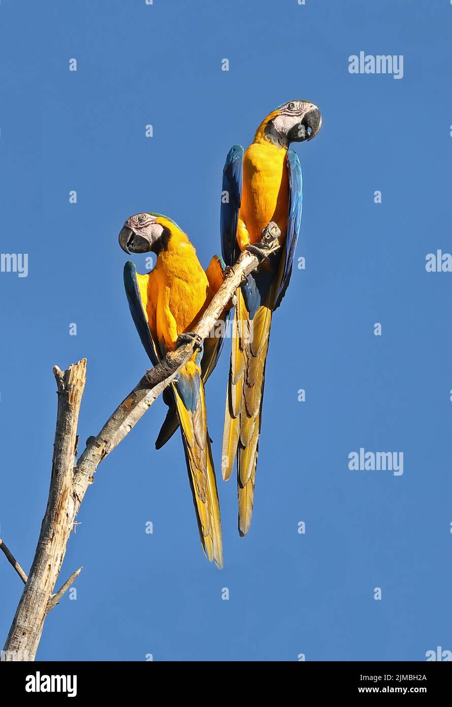 Blue-and-yellow Macaw (Ara ararauna) pair perched on dead tree Rio Azul, Brazil                         July Stock Photo